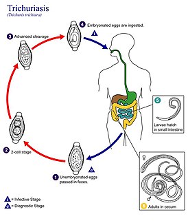 Cykl życiowy Trichuris trichiura