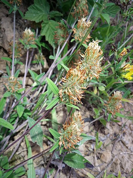 File:Trifolium ochroleucon sl24.jpg