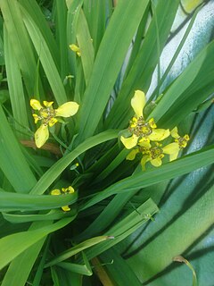 <i>Trimezia fosteriana</i> Species of flowering plant