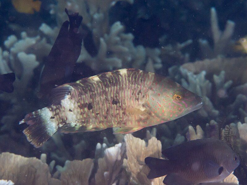 File:Tripletail wrasse (Cheilinus trilobatus) (26632265458).jpg