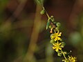 flowers, young fruits