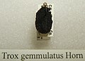 Trox gemmulatus