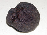 Tuber melanosporum, Truffe noire du Périgord, francia szarvasgomba