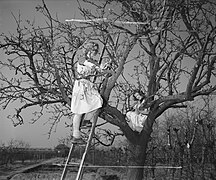Apfelbaumschnitt und Schutz der Aststümpfe mit Bleimennige, April 1946