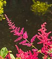 * Nomination Mien Ruys Gardens. Astilbe 'Spinell' (Spirea). --Agnes Monkelbaan 15:37, 29 June 2018 (UTC) * Promotion  Support Good quality. --XRay 06:15, 30 June 2018 (UTC) This is so delicate and beautiful, viewed over the water along with the bokeh. I see this as a possible FP, but you could play with crops that might eliminate the bits of flower on the upper right that some people might object to. I'd be concerned such a crop might damage the composition in the lower right, though. I'd vote for this photo at FPC without any changes being made and might nominate it. -- Ikan Kekek 03:35, 1 July 2018 (UTC) * Comment Sorry for my late response. Your remark had escaped me. I have now removed the disturbing flower stems.--Agnes Monkelbaan 15:47, 1 July 2018 (UTC)