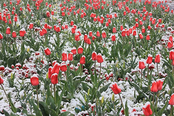 Aprilwetter. Aufgenommen in Oelsnitz/Erzgebirge. Landesgartenschau 2015.