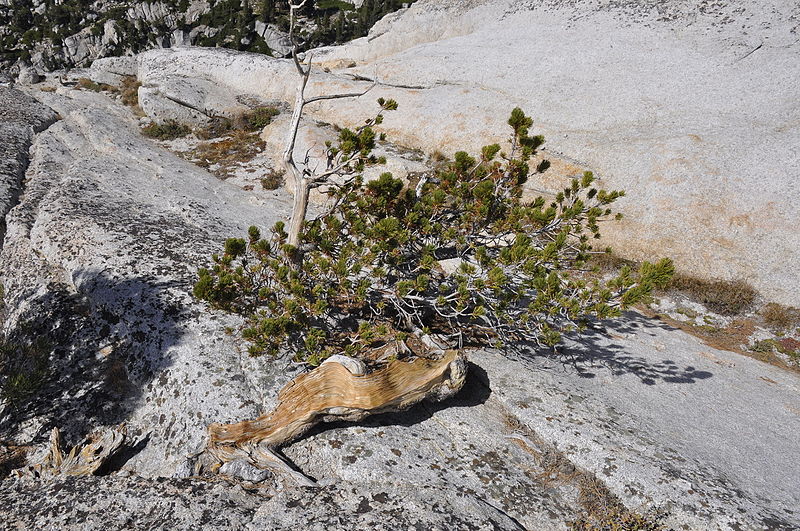 File:Tuolumne Meadows - Pywiack Dome summit - old pine - 2.JPG