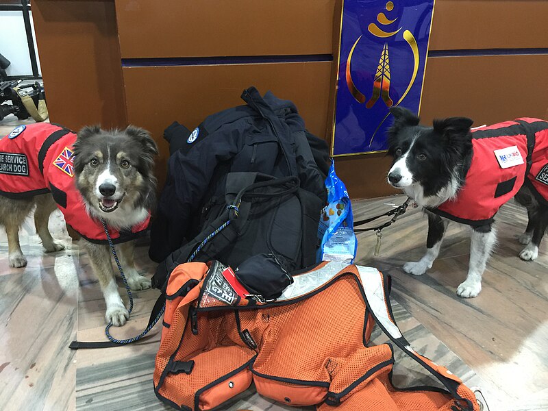 File:UK search and rescue dogs in Nepal (17298939831).jpg