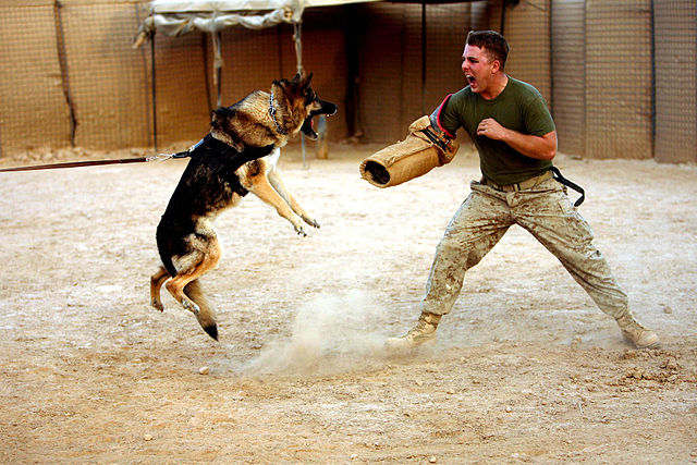 כלבן מחיל המארינס האמריקני באימון עם כלב צבאי.