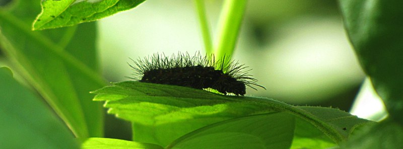 File:Unidentified caterpillar 4833.jpg