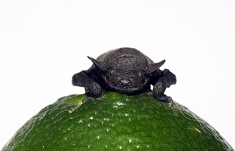 Newborn bat on a citrus fruit