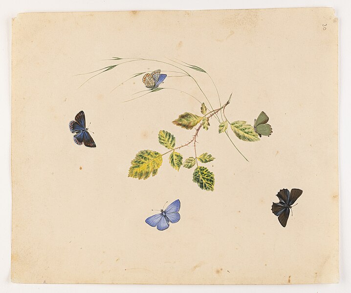 File:Untitled moth butterfly - Miss Harris - 84 1931 30.jpg