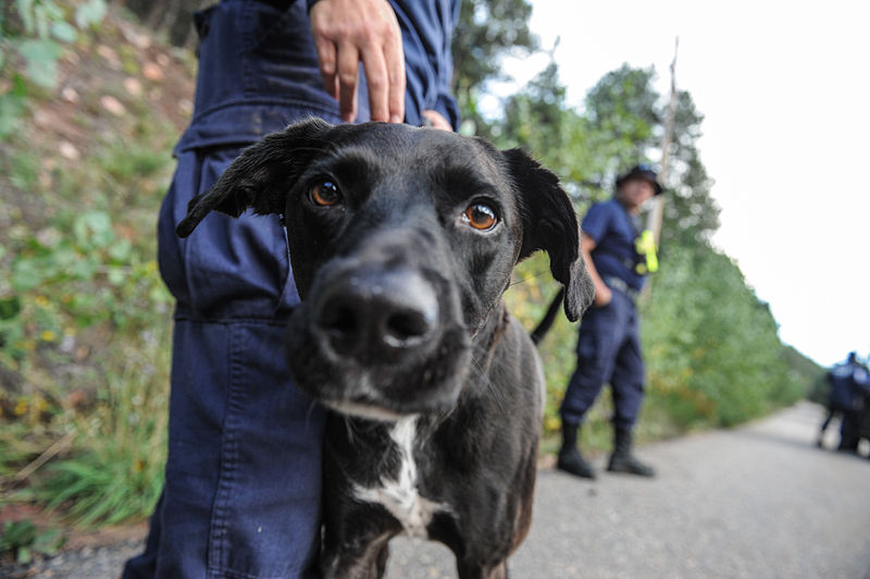 File:Urban Search and Rescue canine assists with response efforts after 2013 Colorado floods.jpg