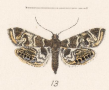 Usingeriessa onyxalis Druce 1896.png