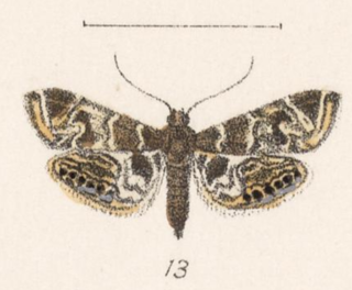 <i>Usingeriessa onyxalis</i> Species of moth