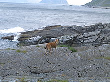 Norwegian Lundehund looking out at the ocean on the north side of the island Værøya. The island on the top, in the middle, is Mosken