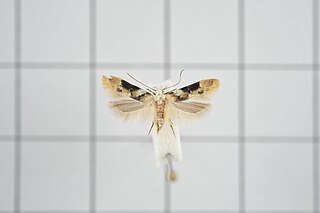 <i>Parastenolechia asymmetrica</i> Species of moth