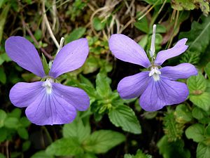 Horn violets (Viola cornuta) in Spain