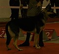 East European Shepherd, yellow with saddle