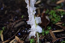 Frostweed with a frost flower