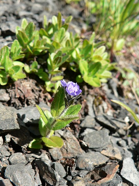 File:Veronica wormskjoldii 22022.JPG