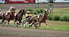 Coldblood horses in racing harness approaching the finish line.