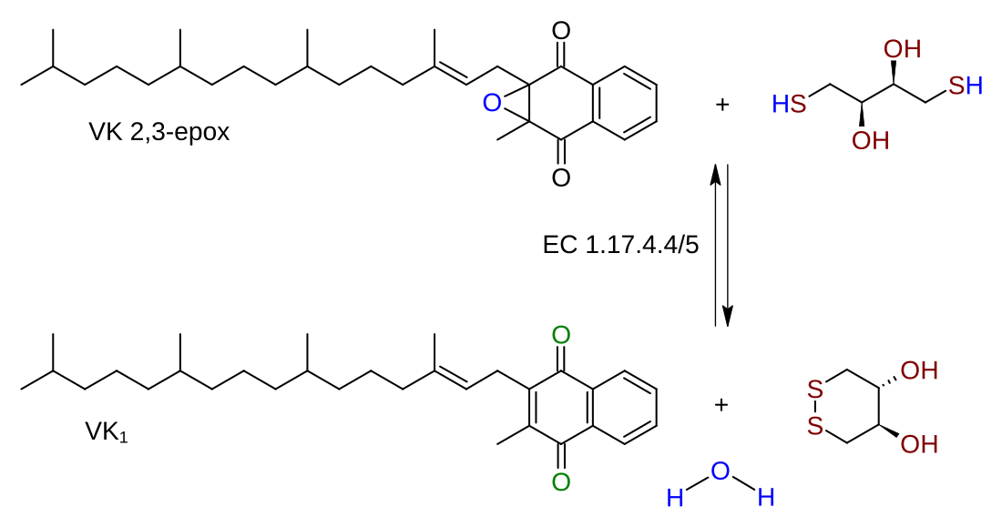 Vitamin K epoxide reductase