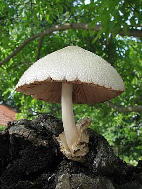 Descrierea imaginii Volvariella bombycina1.jpg.