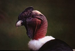Vultur gryphus.jpg