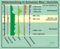 Waldentwicklung im Schwarzen Moor