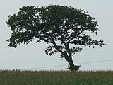 Windgeschorene Weißbuche in Arkebek