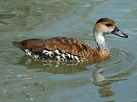 West Indian Whistling-Duck (Dendrocygna arborea) RWD2.jpg
