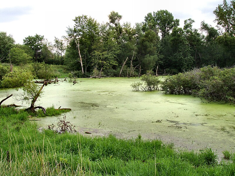 File:Wetland-marshall-county-indiana.jpg