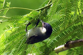 <span class="mw-page-title-main">White-eared conebill</span> Species of bird