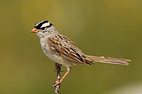 White-crowned sparrow White-crowned-Sparrow.jpg