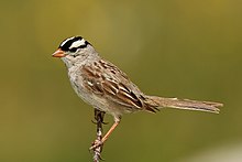 White-crowned-Sparrow.jpg