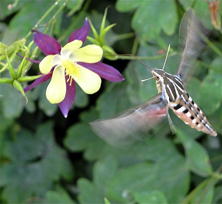 Wildlife viewing comes in all sizes in the Rockies: A Whitelined Sphinx Hummingbird Moth sips nectar from a Columbine (the state flower of Colorado) in the White River National Forest.