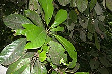 Williamodendron glaucophyllum.jpg 