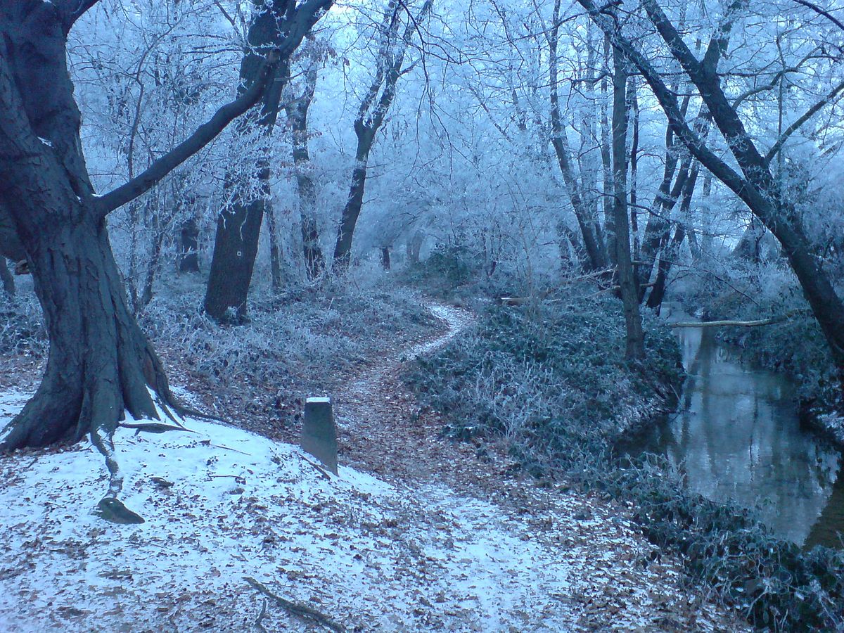 File Winter Forest Near Erzhausen Ii Jpg Wikipedia