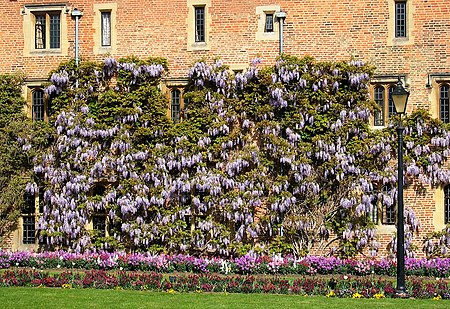 Tập_tin:Wisteria_Sinensis_trained_along_a_wall.jpg