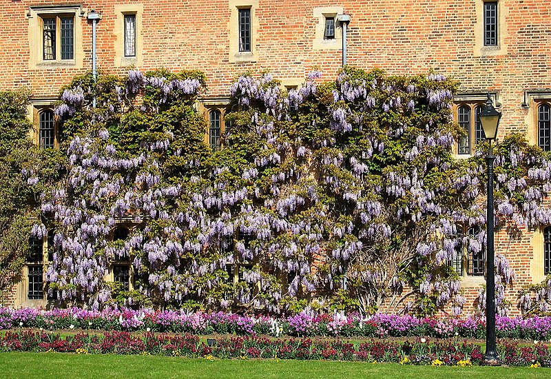 File:Wisteria Sinensis trained along a wall.jpg