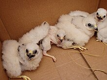 Young Montagu's harriers during relocation. Youngmonties.jpg