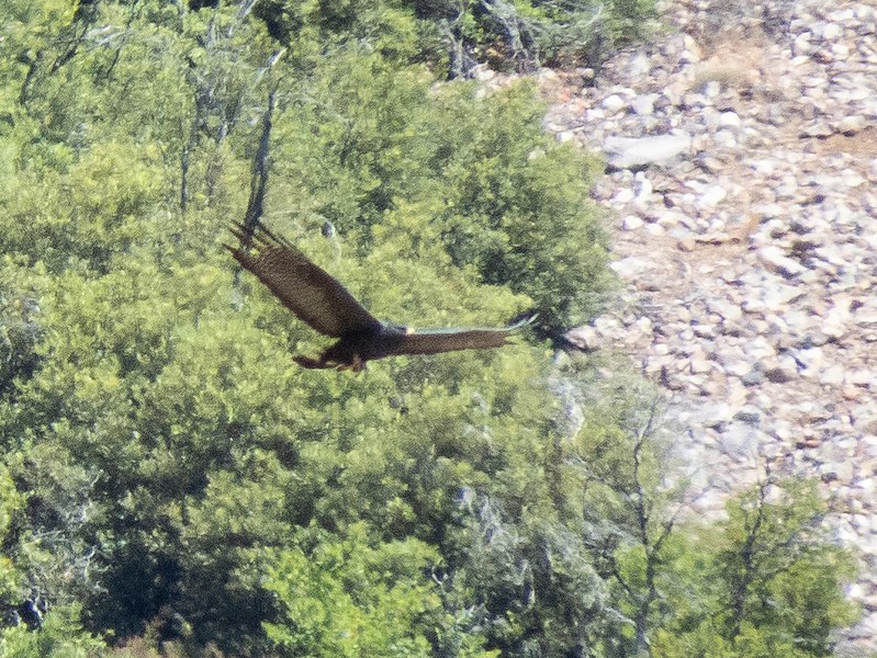 File:Zone-tailed Hawk Miller Canyon Sierra Vista AZ 2018-05-23 09-31-35 (32914550897).jpg