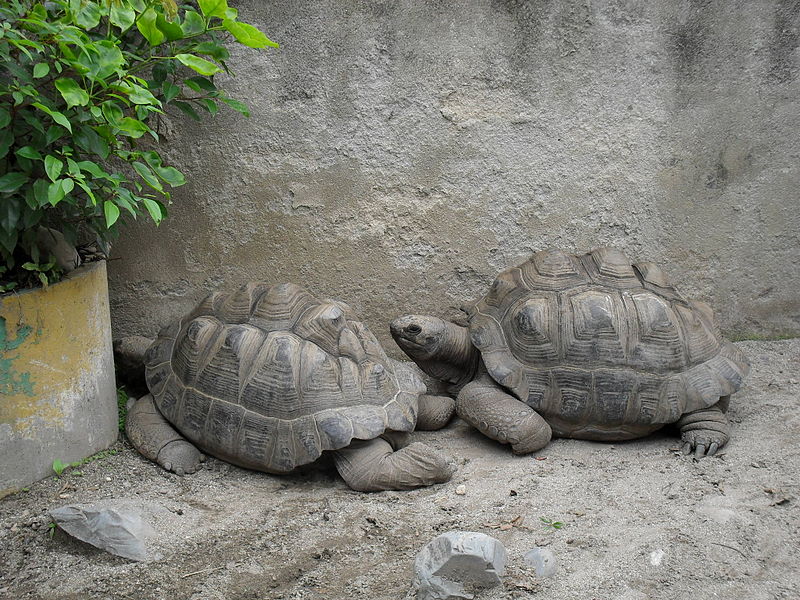 File:Zoo Kathmandu Nepal (5086492314).jpg