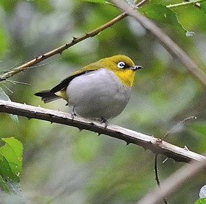 Madagascar goggle bird (Zosterops maderaspatanus)