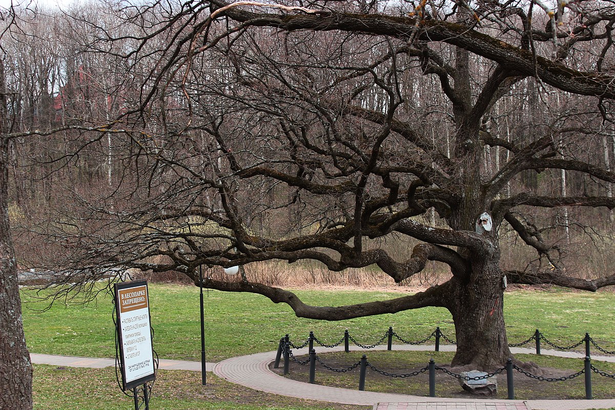Памятник живой природы дуб черешчатый Санкт Петербург