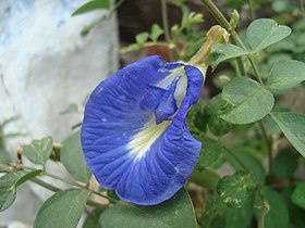 Clitoria ternatea