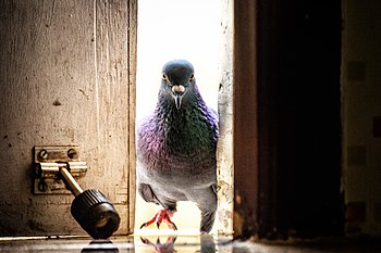 "May I come in?" said the little pigeon.jpg