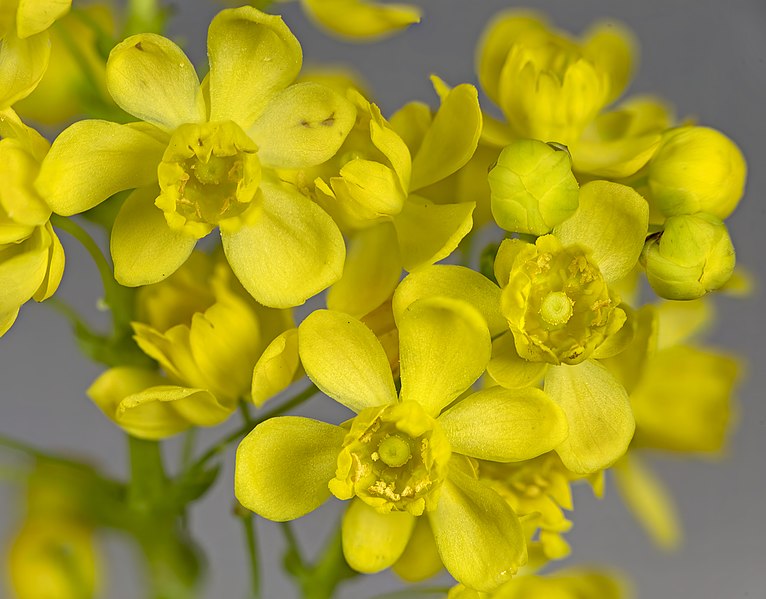 File:(MHNT) Berberis aquifolium - Flowers.jpg