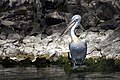 Pelikan ne liqenin e Prespes